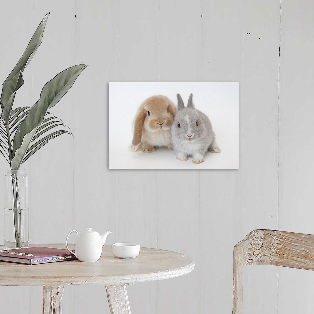Two rabbits, Netherland Dwarf and Holland Lop. Wall Art, Canvas Prints ...