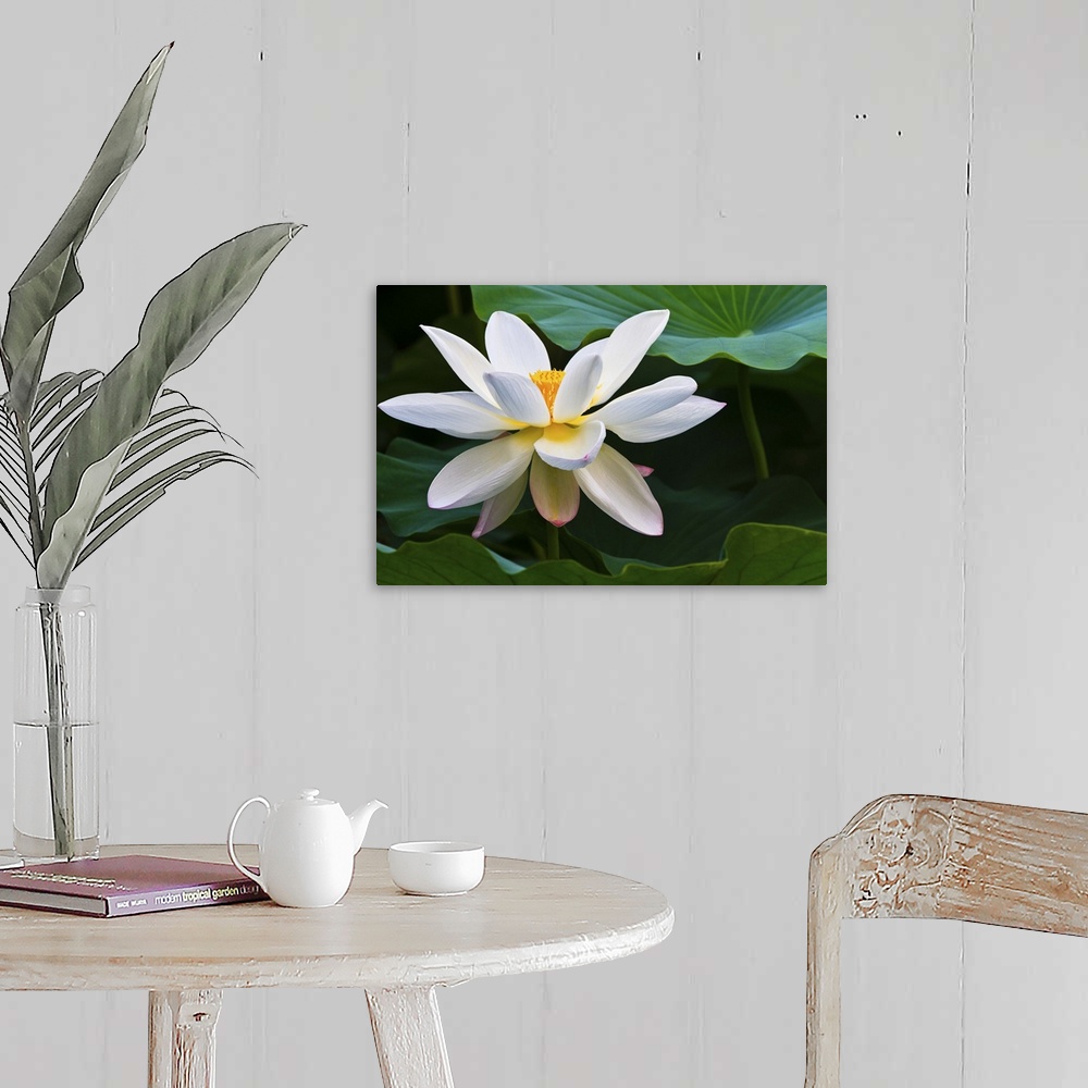 White lotus flower Wall Art, Canvas Prints, Framed Prints, Wall Peels ...