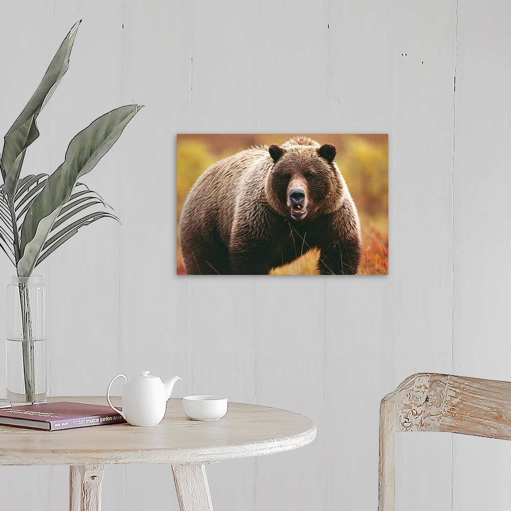 A large adult grizzly bear faces the camera Wall Art, Canvas Prints ...