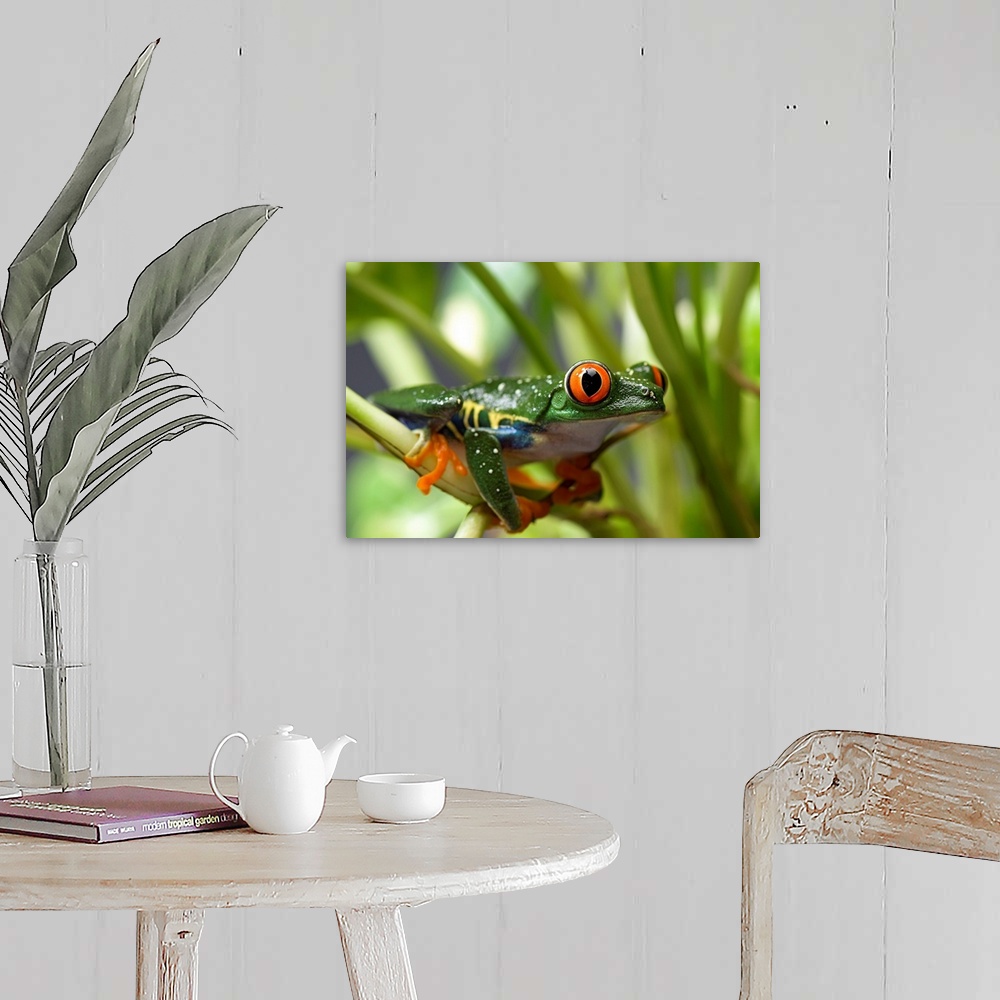 A red eyed tree frog (Agalychnis callidryas) at the Sunset Zoo Wall Art ...