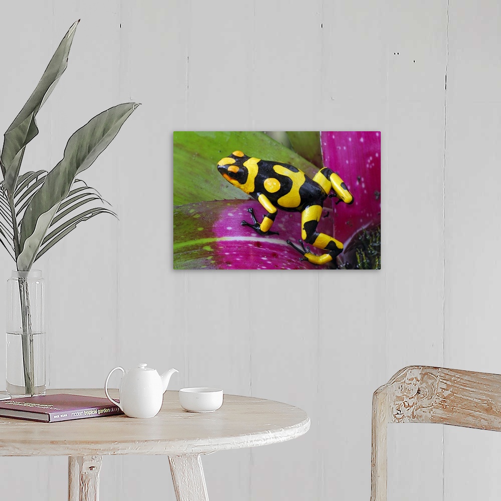 Harlequin Poison Dart Frog on bromeliad, Cauca, Colombia Wall Art ...
