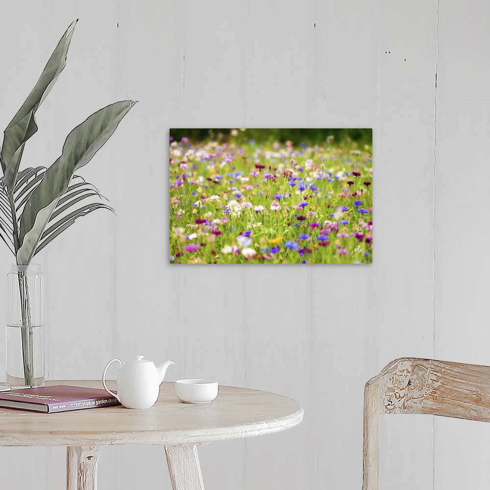 Field Of Flowers In Paintography Wall Art, Canvas Prints, Framed Prints ...
