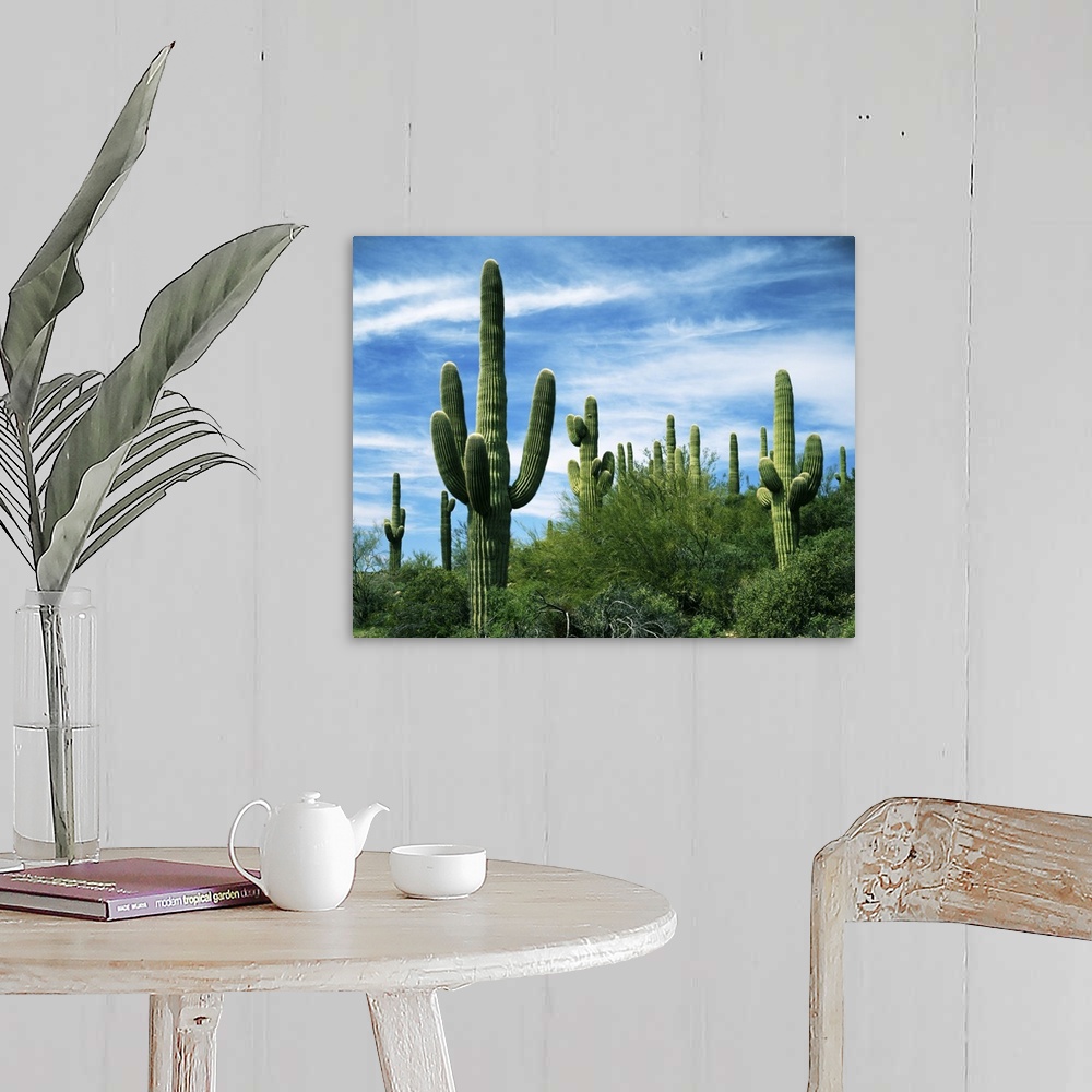 Arizona, Saguaro National Park, Saguaro cacti Wall Art, Canvas Prints ...