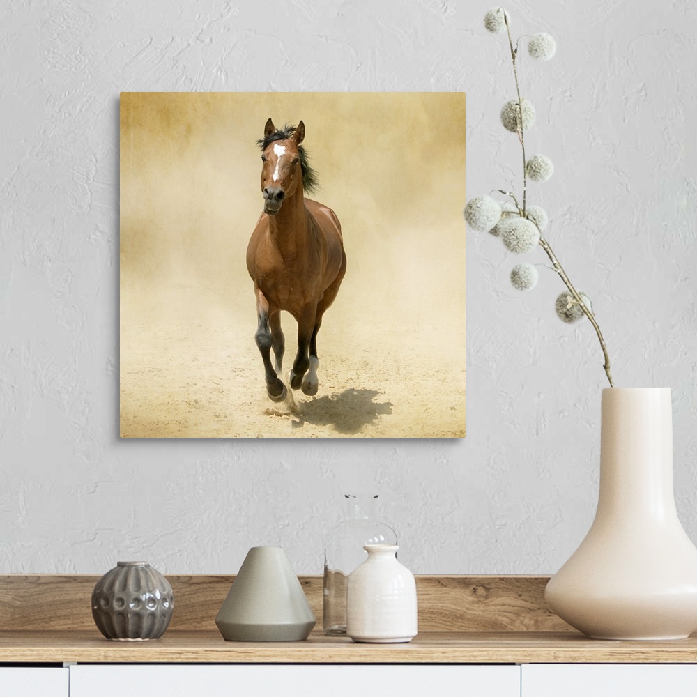 Shagya-Arabian horse cantering through dust. Wall Art, Canvas Prints ...