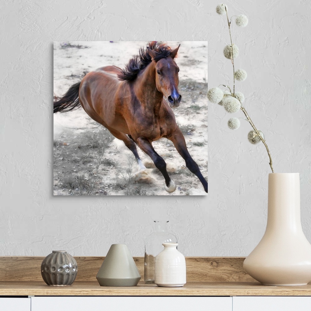Warmblood horse galloping. Wall Art, Canvas Prints, Framed Prints, Wall ...