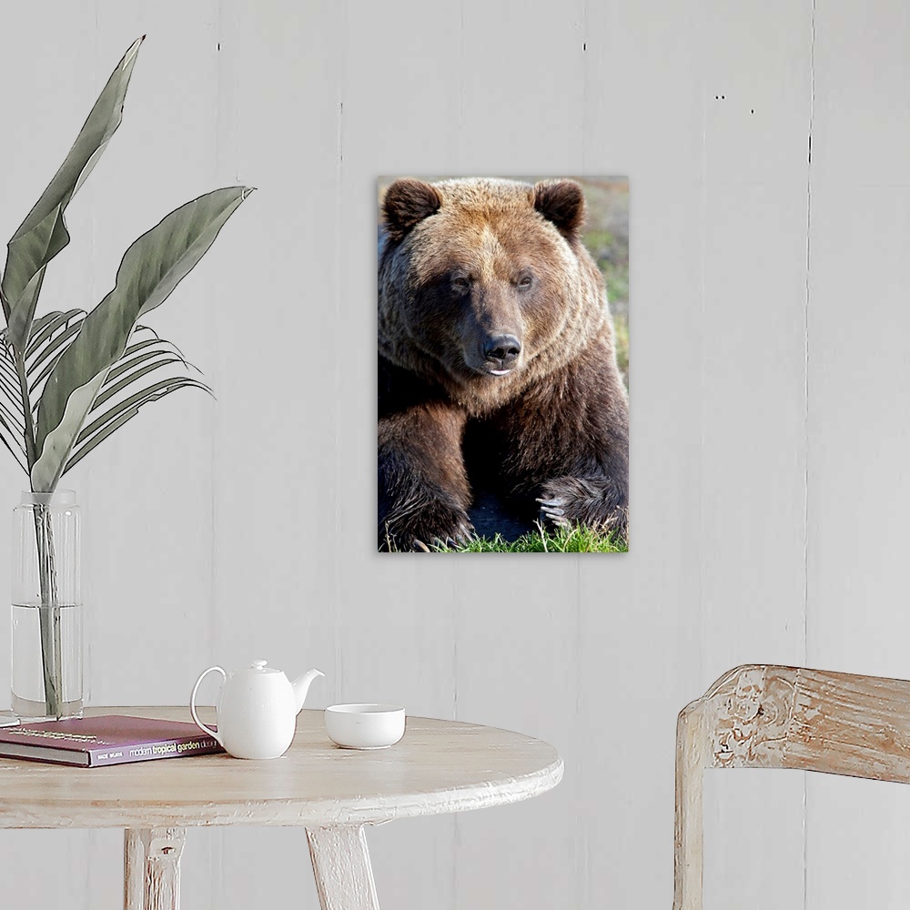 Close up of a Brown Bear, Alaska Wildlife Conservation Center ...