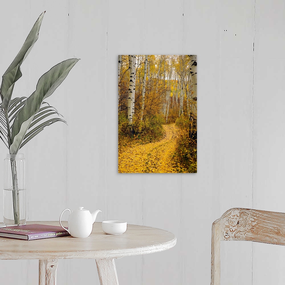 Colorado, Yellow Aspen Leaves On Country Road Wall Art, Canvas Prints ...