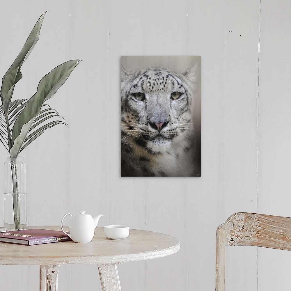 Stare Of The Snow Leopard Wall Art, Canvas Prints, Framed Prints, Wall ...