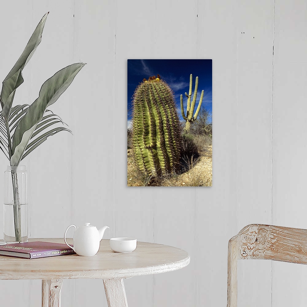 Saguaro with Fishhook Barrel Cactus, Sonoran Desert, Arizona Wall Art ...
