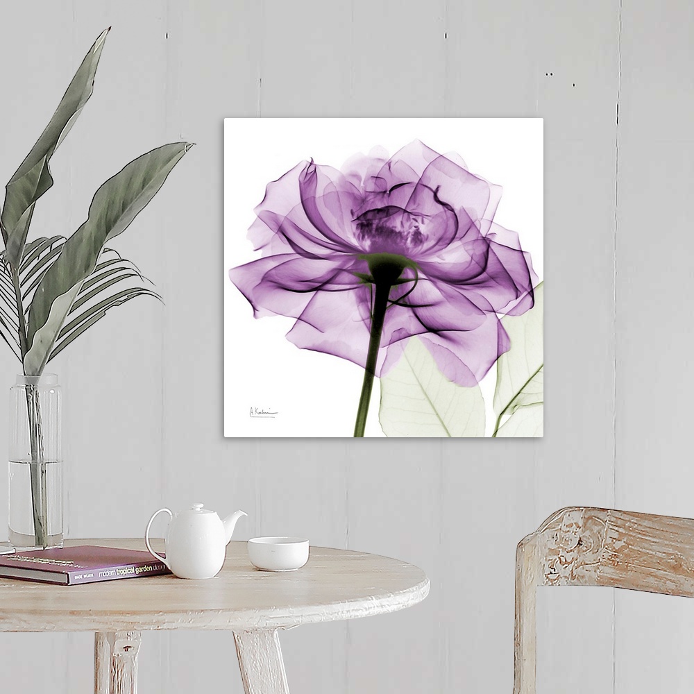 Purple Rose X-Ray Photograph Wall Art, Canvas Prints, Framed Prints ...