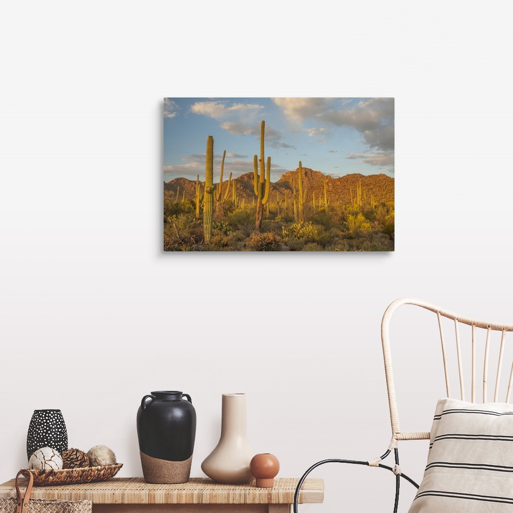 Arizona, Saguaro National Park. Desert landscape Wall Art, Canvas ...