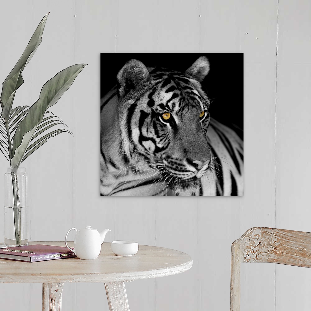Black And White Tiger Wall Art, Canvas Prints, Framed Prints, Wall ...