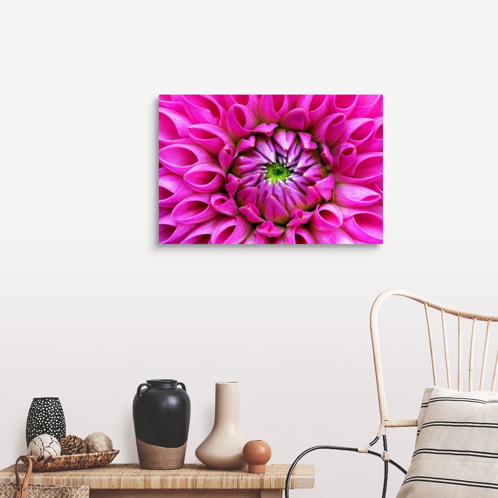 Petal detail from heart of pink dahlia blossom. Wall Art, Canvas Prints ...