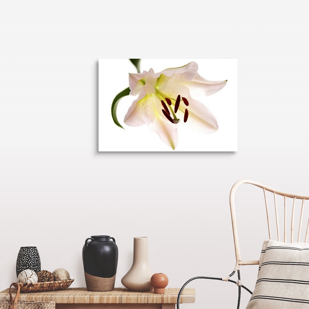 Single Lily Flower Wall Art, Canvas Prints, Framed Prints, Wall Peels ...