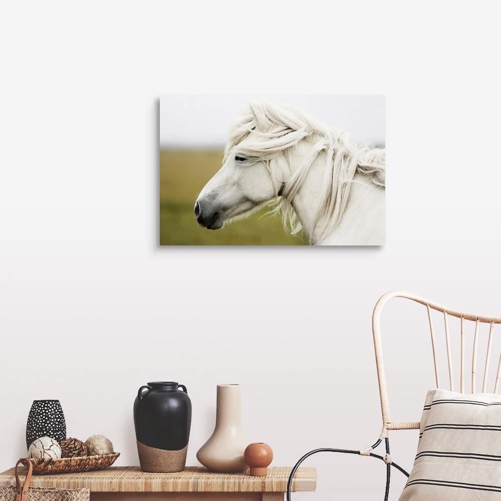 White horse Wall Art, Canvas Prints, Framed Prints, Wall Peels | Great ...