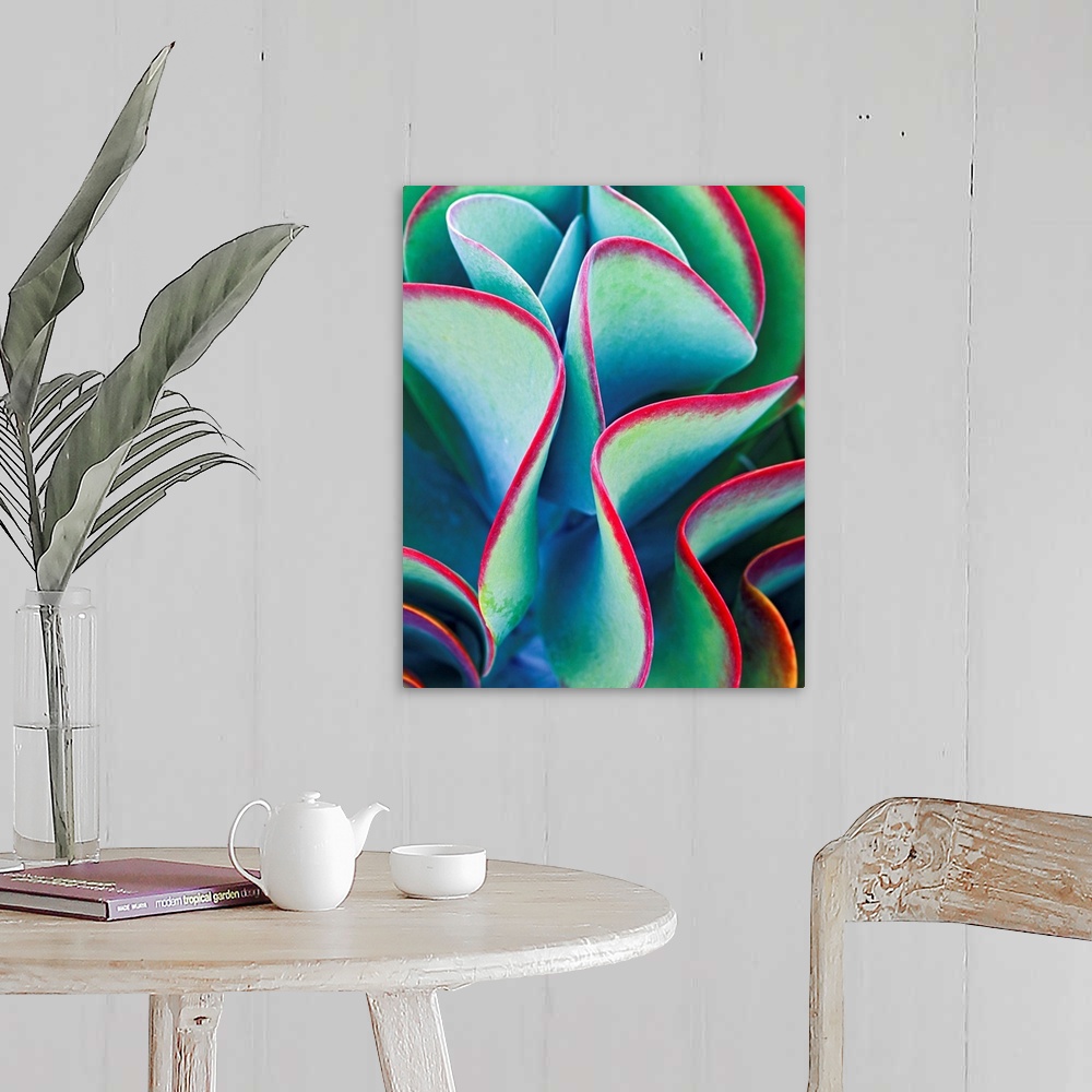 Succulent - Color 79 Wall Art, Canvas Prints, Framed Prints, Wall Peels ...