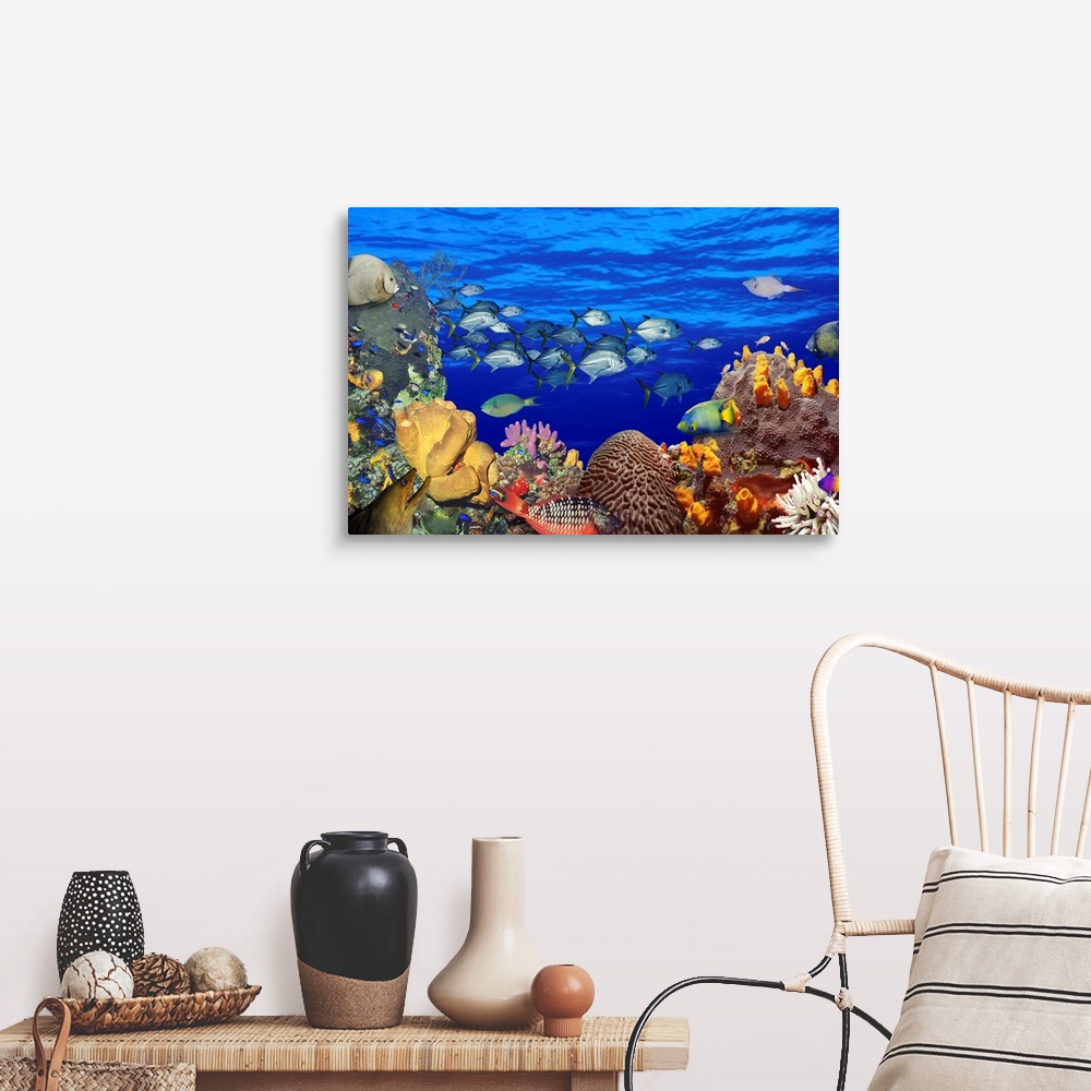 School of fish swimming near a reef Wall Art, Canvas Prints, Framed ...