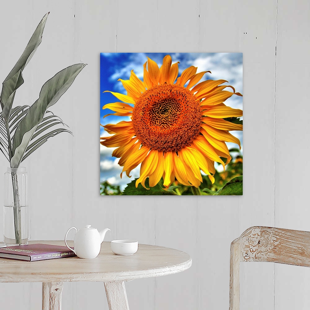 Sunflower Wall Art, Canvas Prints, Framed Prints, Wall Peels | Great ...