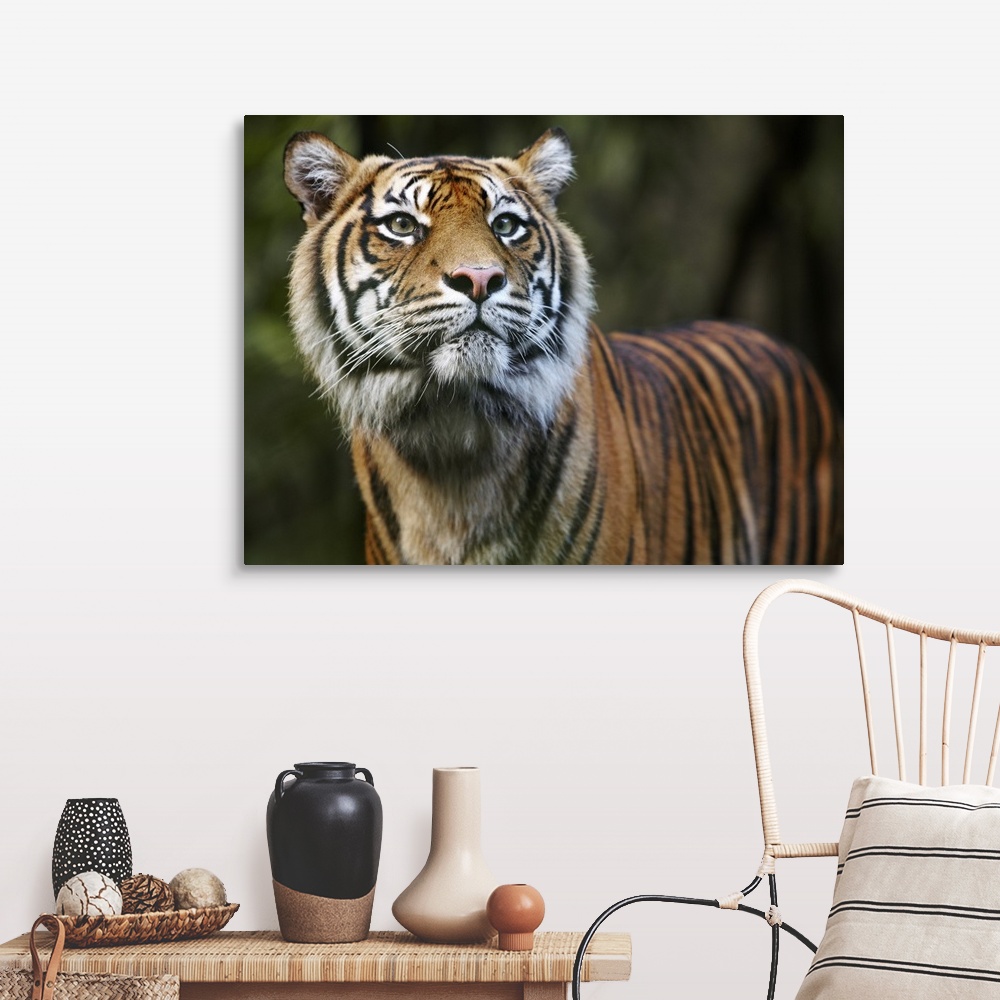 Sumatran Tiger (Panthera tigris sumatrae) Wall Art, Canvas Prints ...
