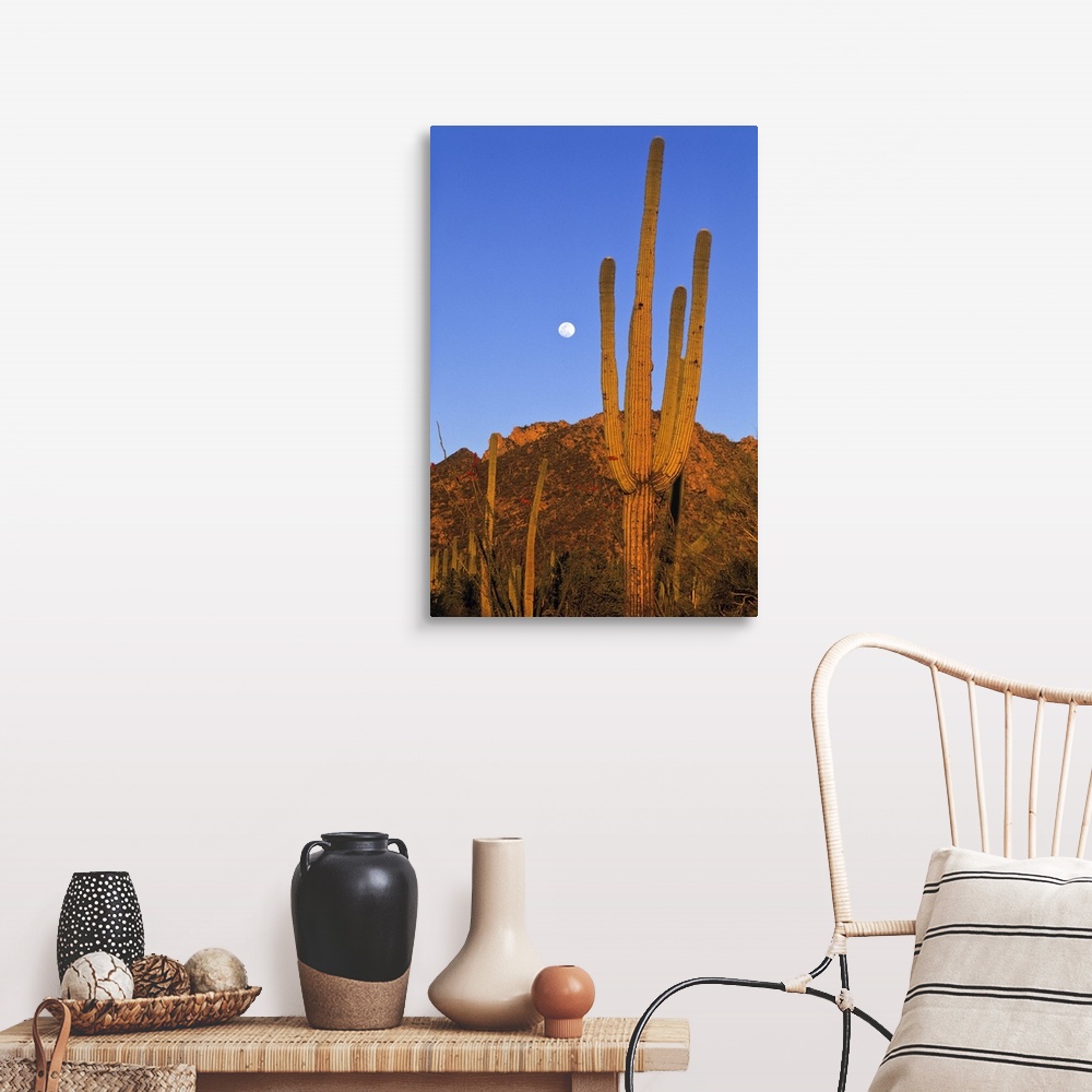 Saguaro (Carnegiea gigantea) cactus in desert, Sonoran Desert, Arizona ...