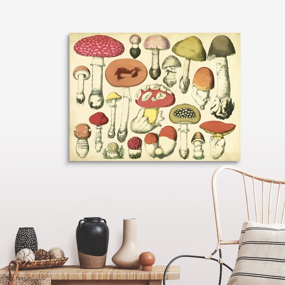 Vintage Mushroom Chart Wall Art, Canvas Prints, Framed Prints, Wall ...