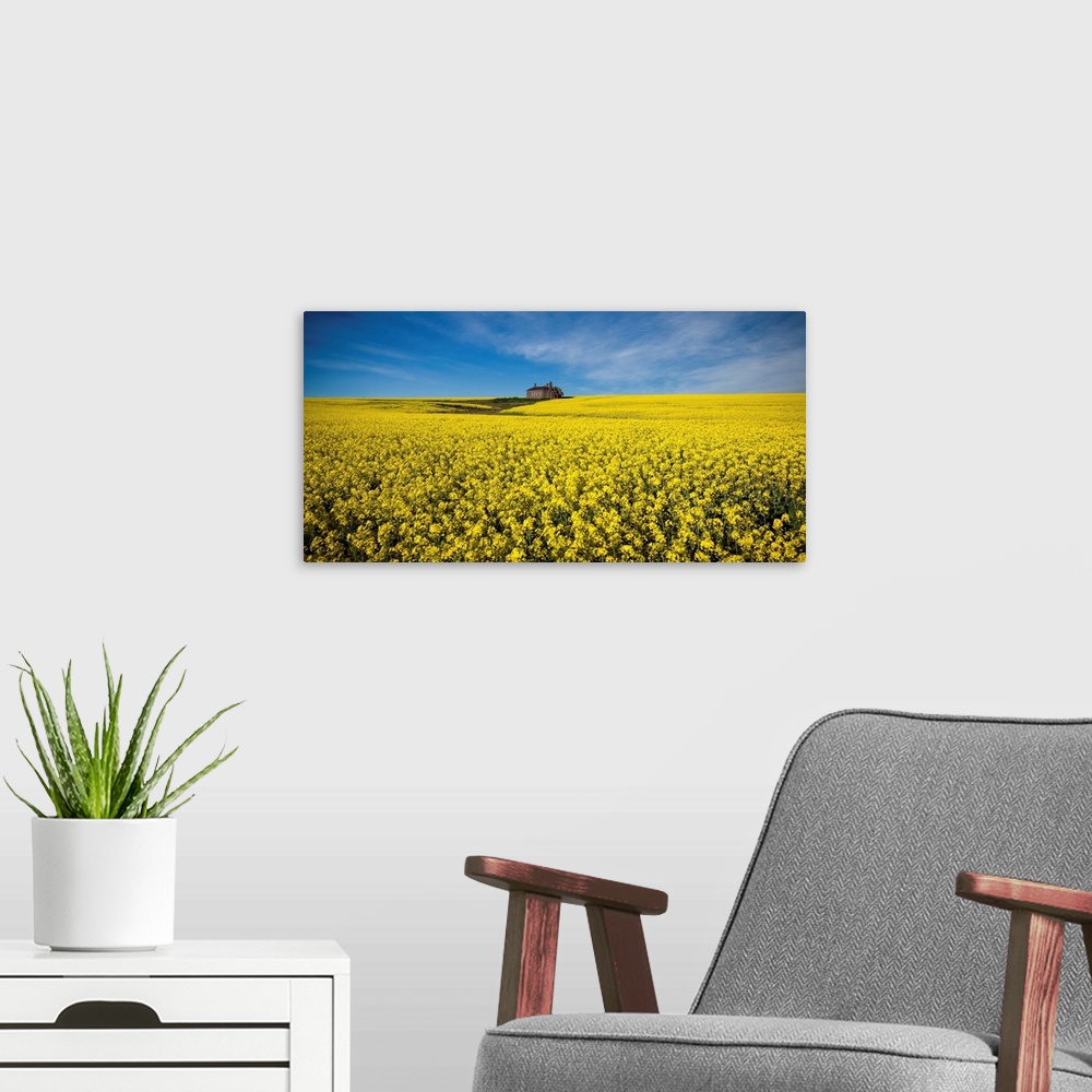 A modern room featuring The Canola Field