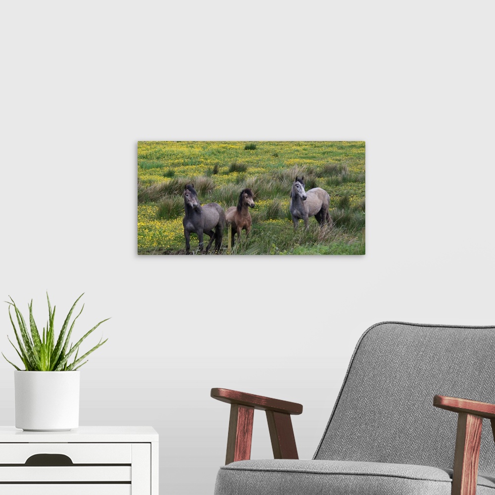 A modern room featuring In Western Ireland three horses stand in a bright field of yellow wildflowers in the Irish counrt...