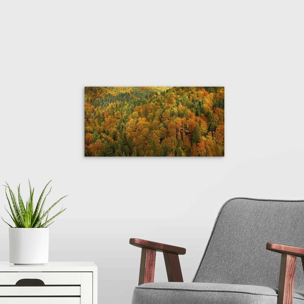 A modern room featuring Lush, colorful autumn forest landscape, aerial view, textured background. Forestry, pristine natu...
