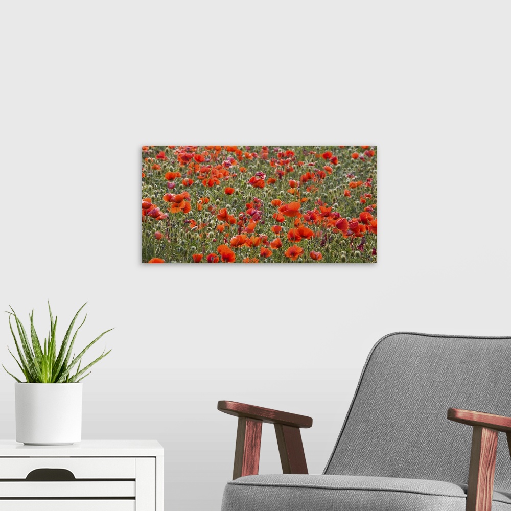 A modern room featuring Field of wild poppies (Papaver rhoeas) in the Val d'Orcia, near Pienza, Siena, Toscana, Italy, Eu...