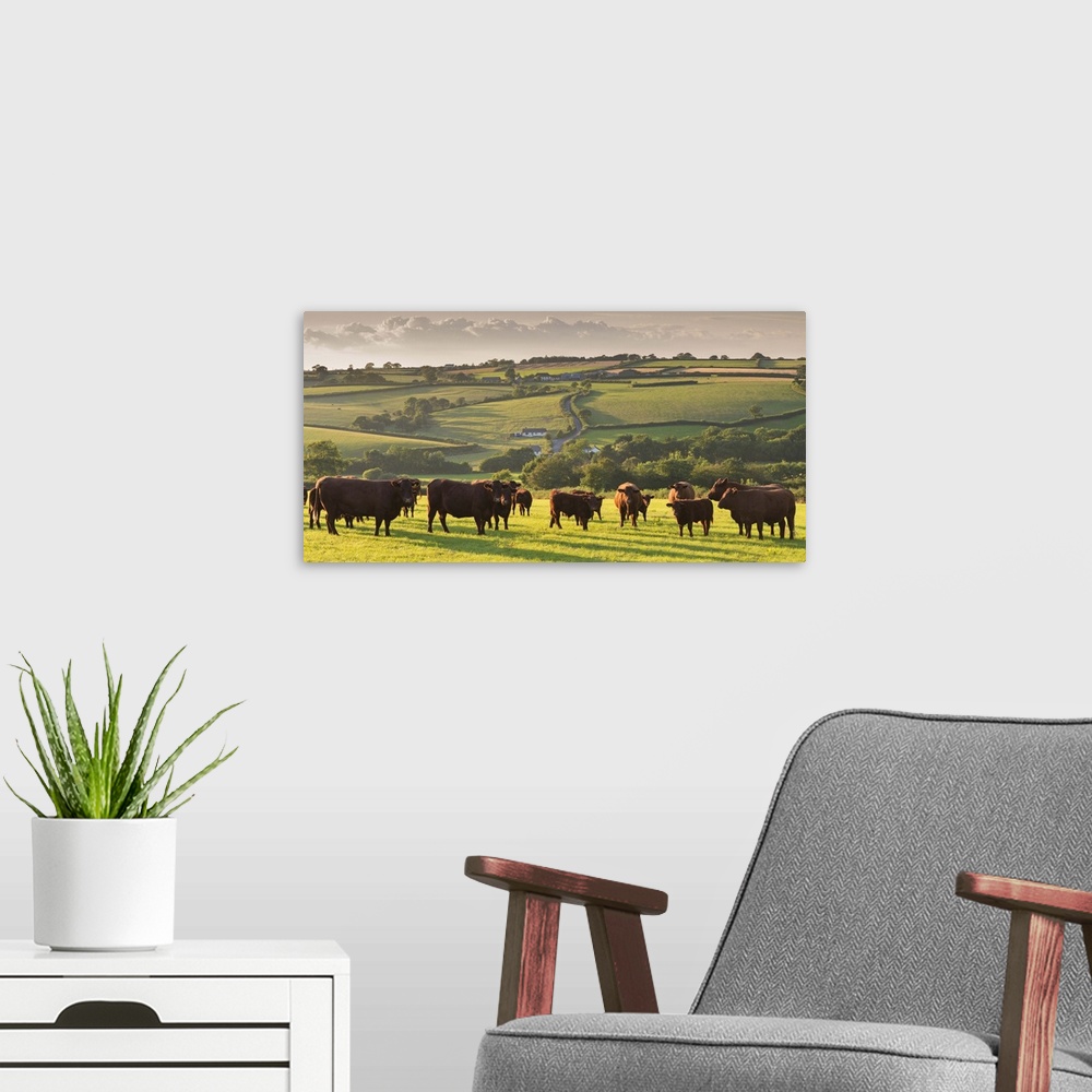 A modern room featuring North Devon Red Ruby cattle herd grazing in the rolling countryside, Black Dog, Devon, England. S...