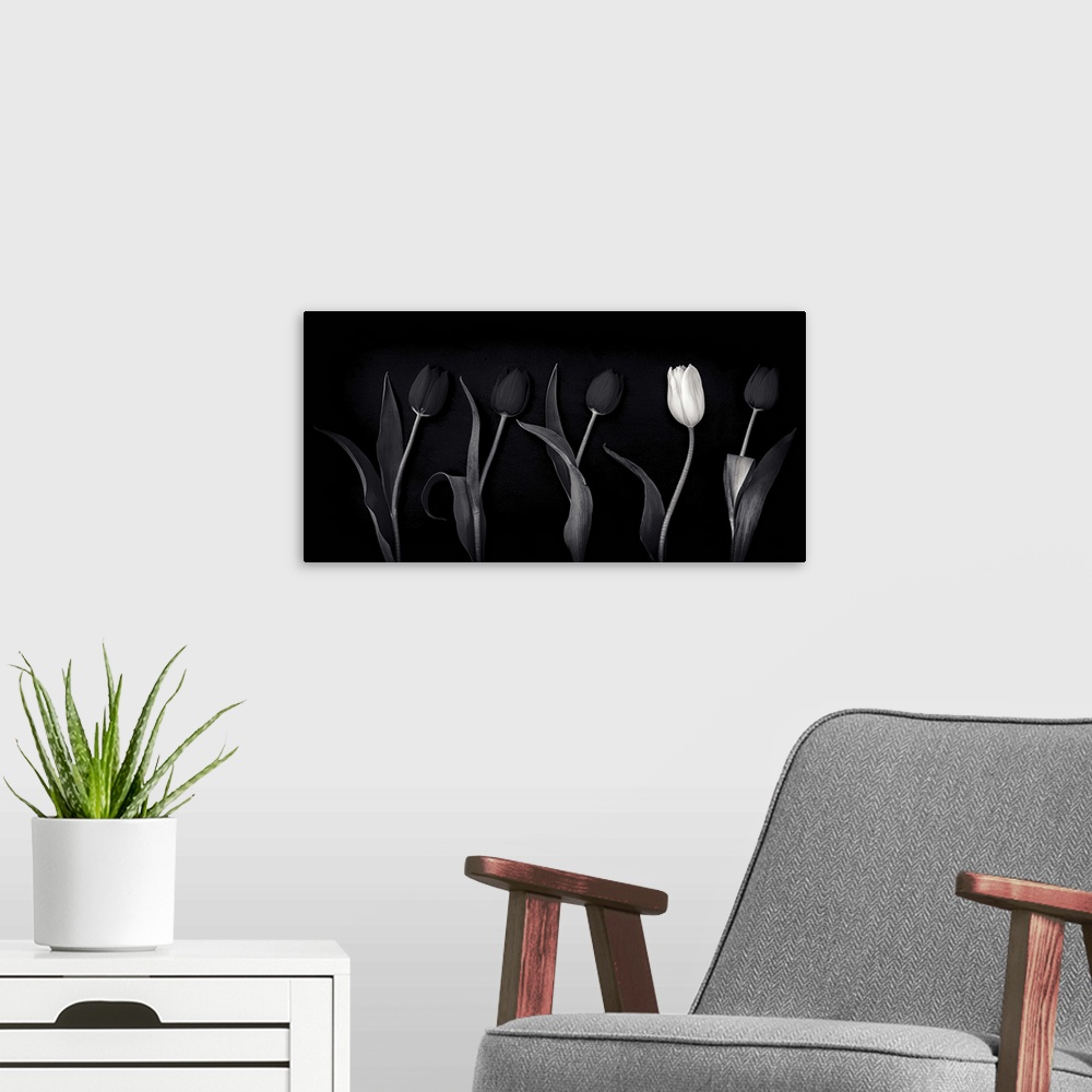 A modern room featuring A black and white monochrome panorama of tulips with one white tulip standing out as an individual.