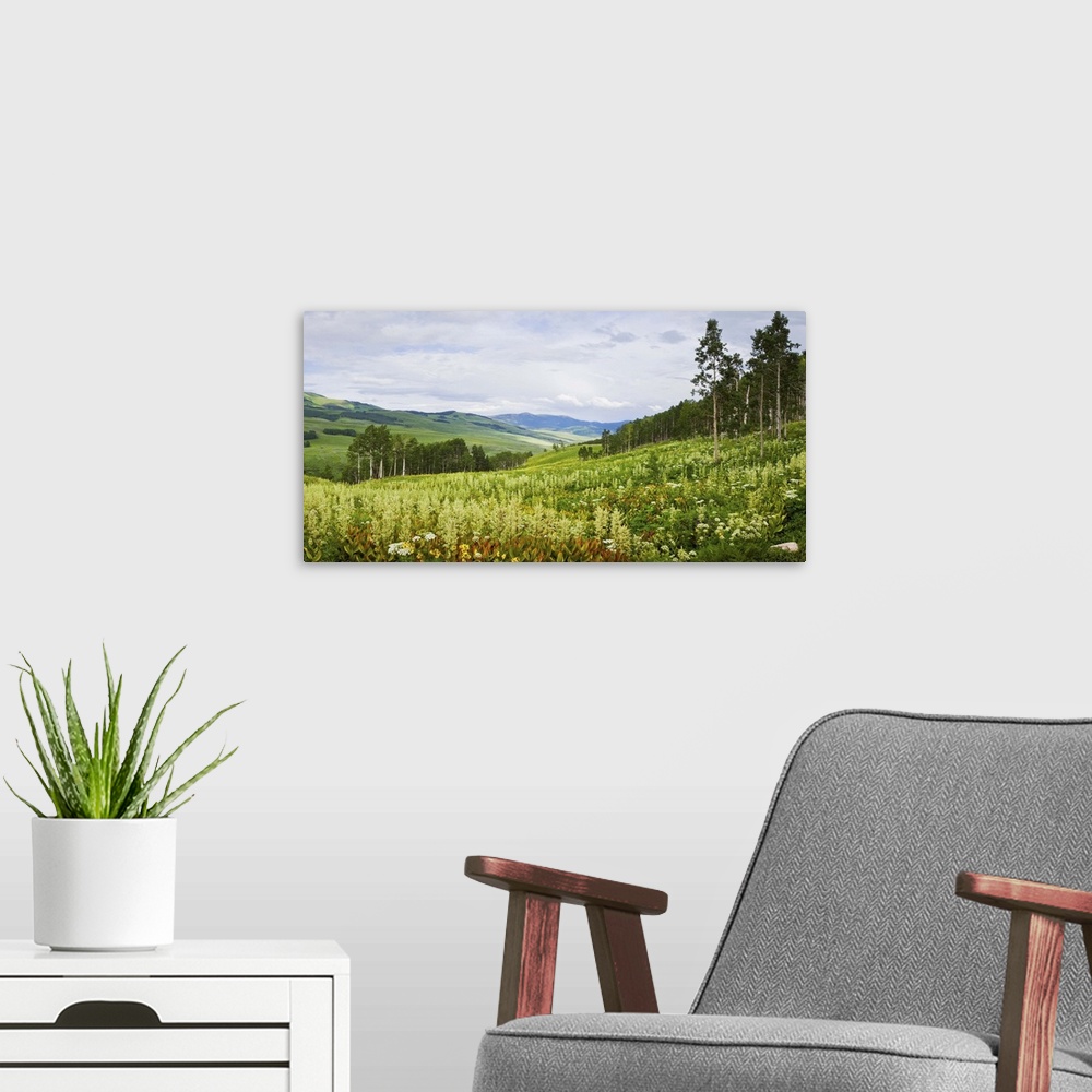 A modern room featuring Aspen trees and wildflowers on hillside, Crested Butte, Gunnison County, Colorado