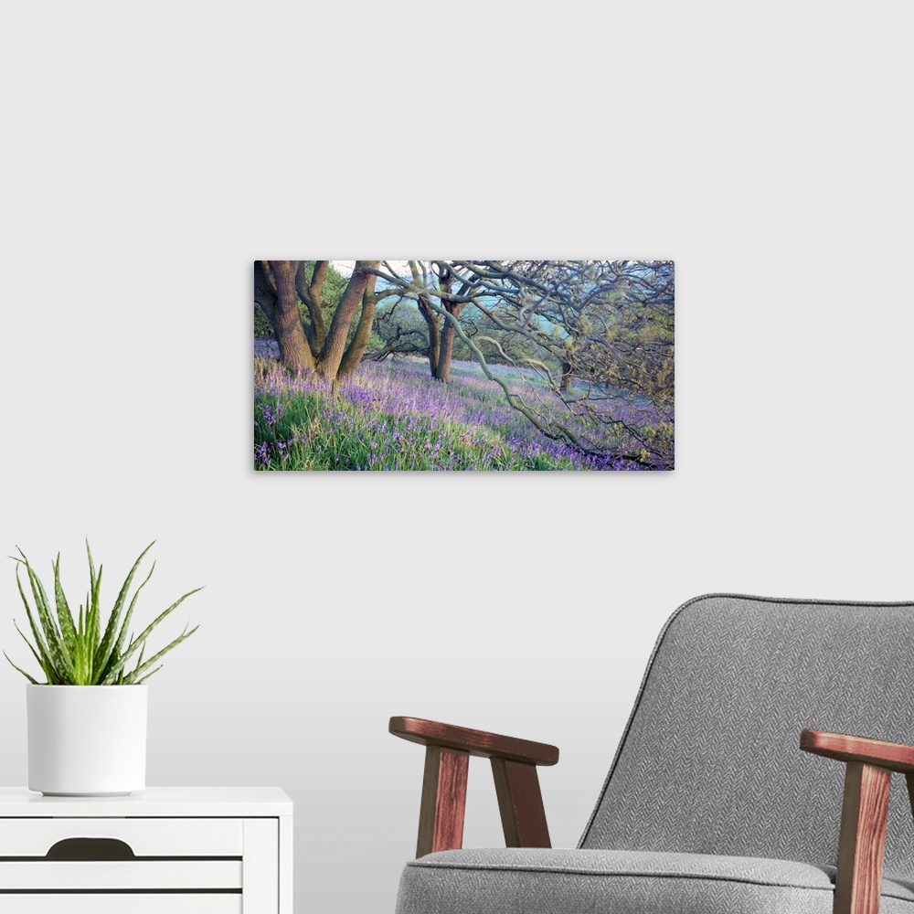 A modern room featuring Panoramic photo of bluebell flowers sprinkled through the countryside in the midst of forked trees.