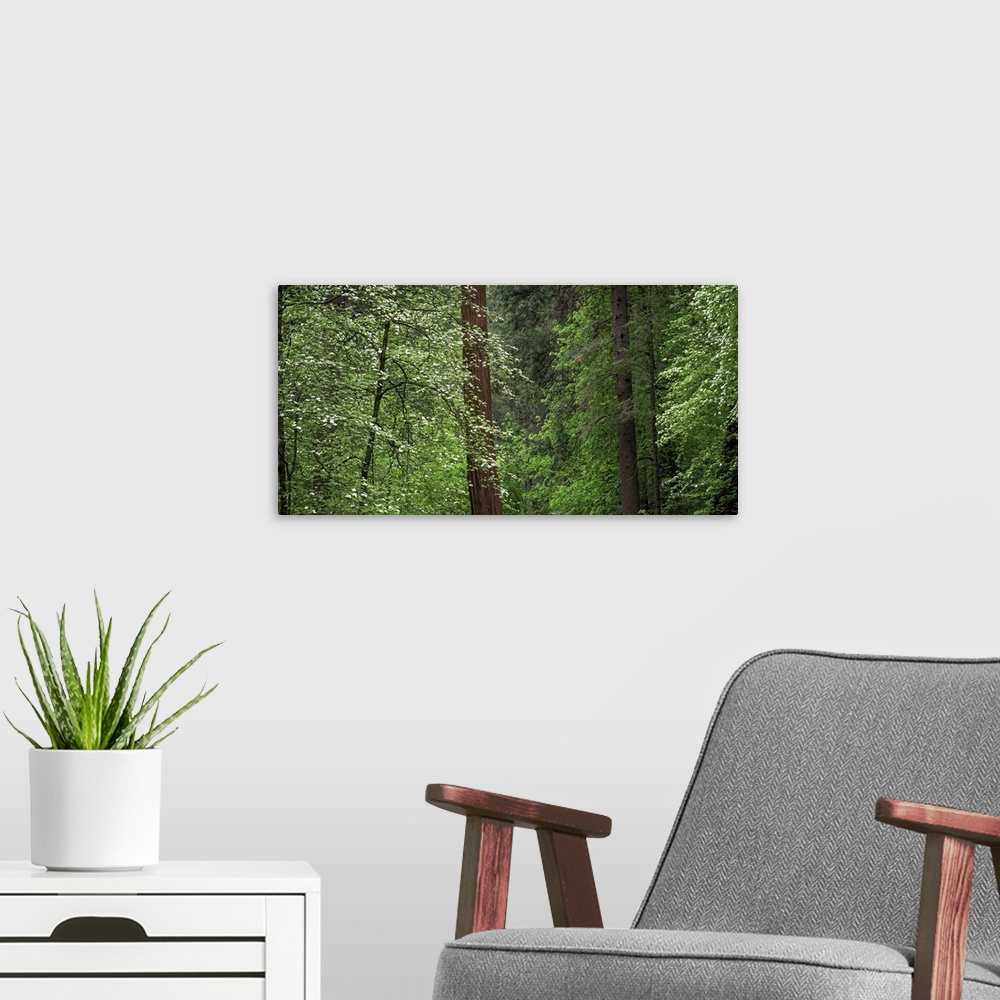 A modern room featuring Dogwood trees in springtime at Yosemite National Park, California