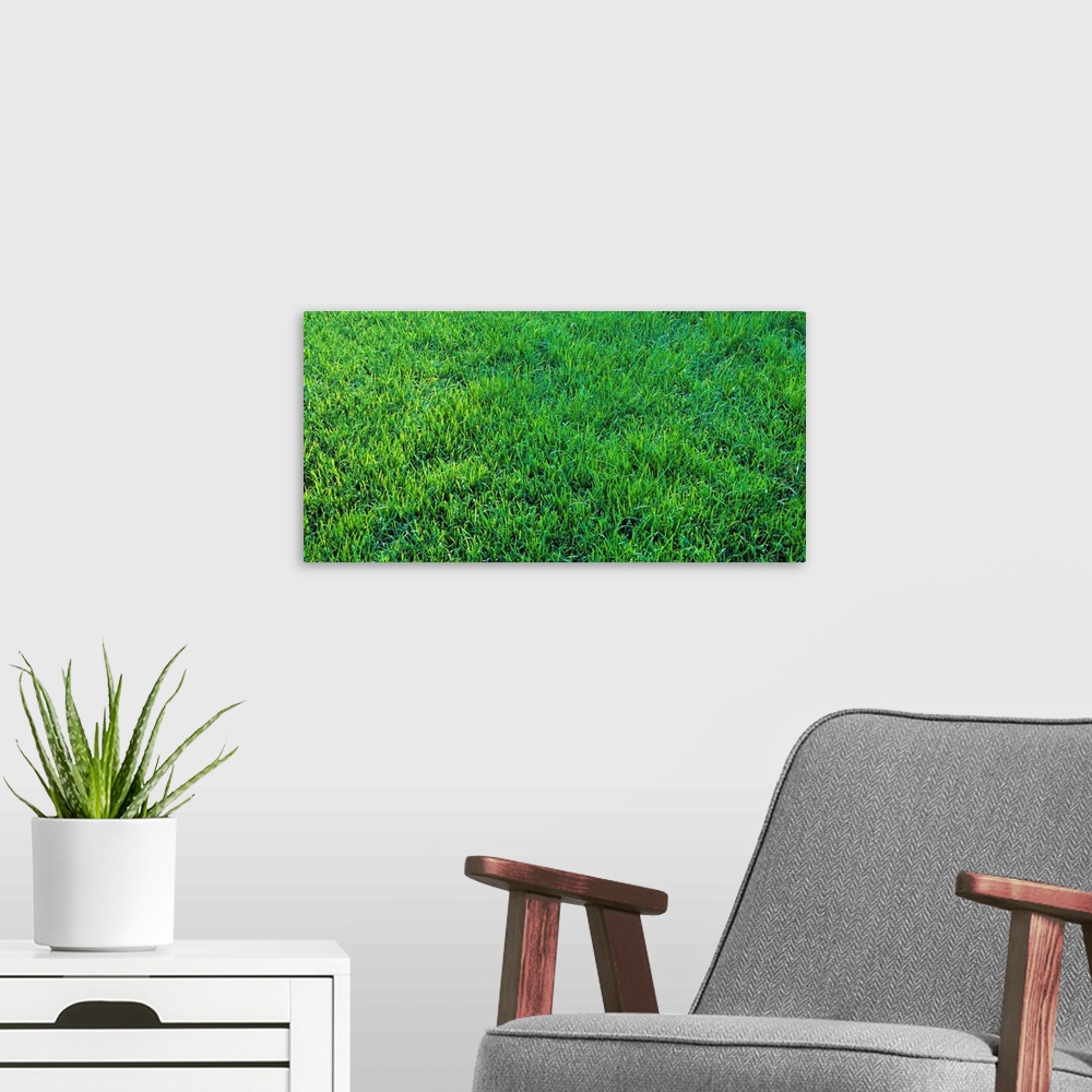 A modern room featuring Grass Sacramento CA