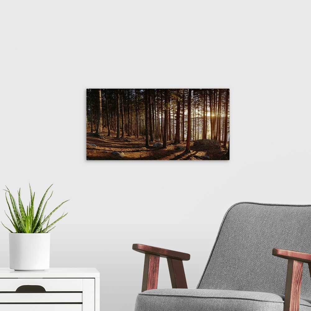 A modern room featuring Panoramic photograph taken inside a thick forest with the sunset peeking through the grouping of ...