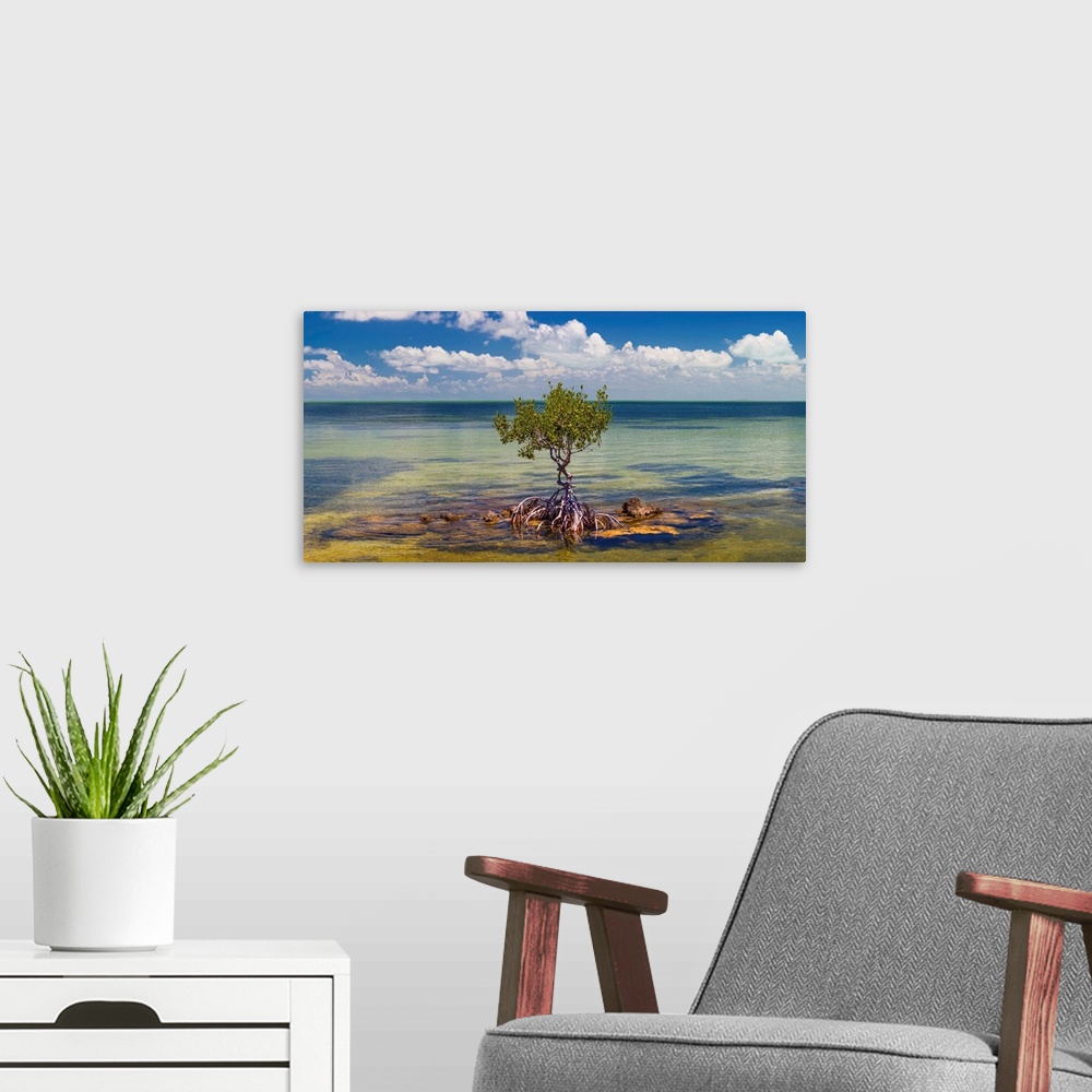 A modern room featuring Single mangrove tree in the gulf of mexico in the florida keys, florida, USA.