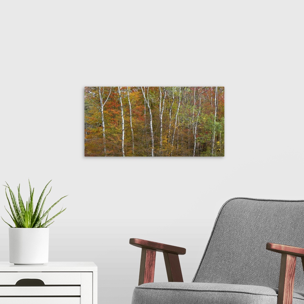 A modern room featuring Trees in a forest, Allegany State Park, New York State