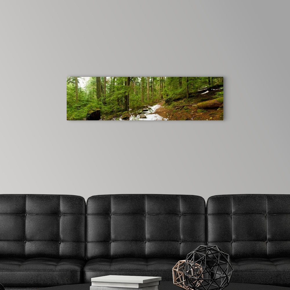 A modern room featuring Trees in a forest, Asahel Curtis Nature Trail, Snoqualmie, King County, Washington State, USA.