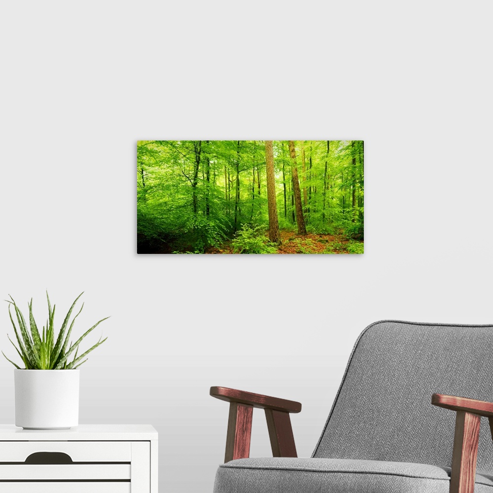 A modern room featuring View of a forest, Baden-Wurttemberg, Germany