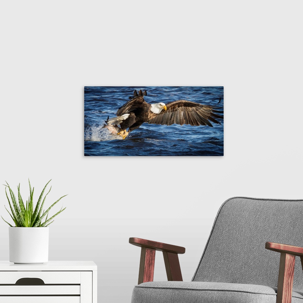 A modern room featuring A Bald Eagle flies down to the water to catch fish.