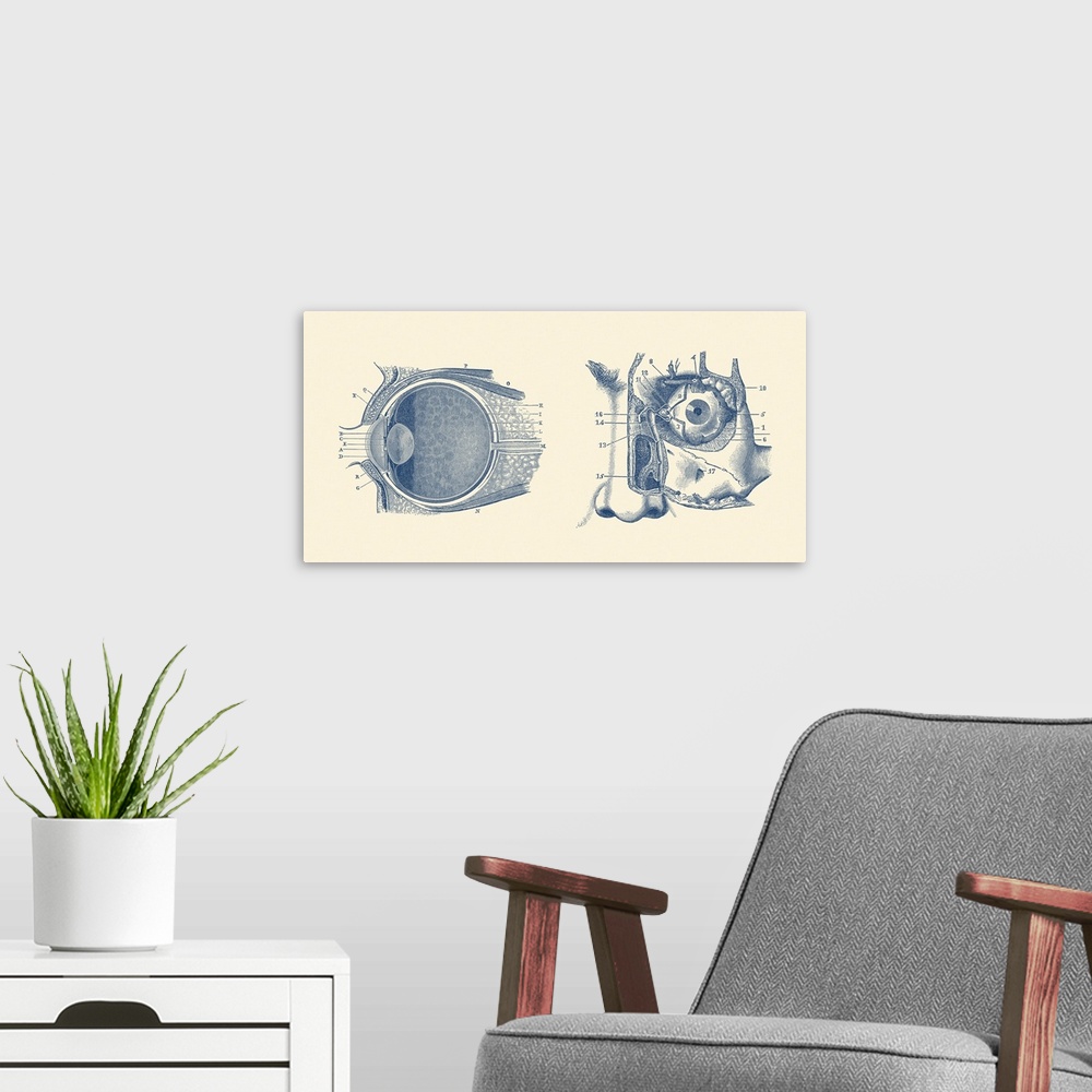 A modern room featuring Vintage anatomy print showing a diagram of the human eye anatomy.