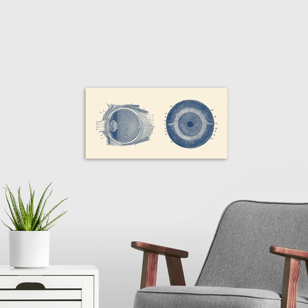 A modern room featuring Vintage anatomy print showing both a side and front view of the human eye.