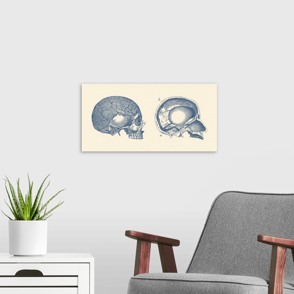 A modern room featuring Vintage anatomy print showing the side and inside views of a human skull.