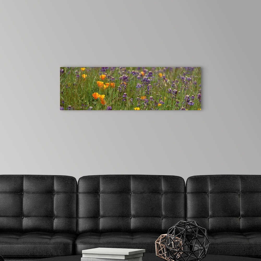 A modern room featuring California Poppies Lupine Northern CA