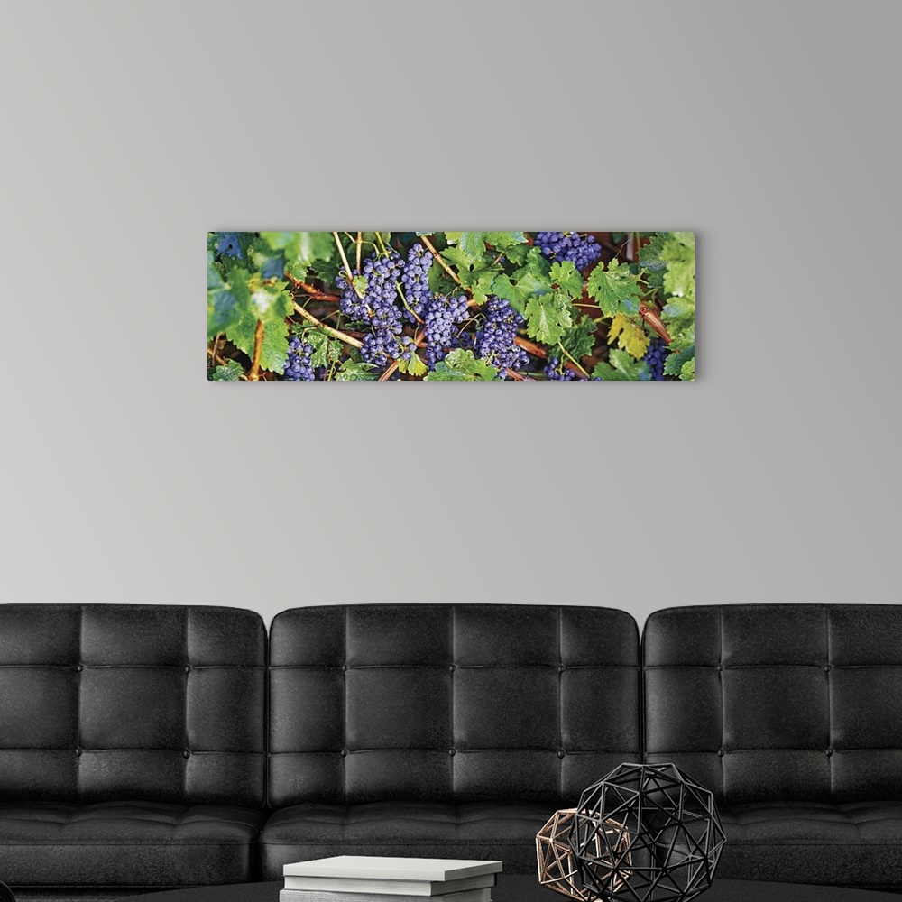 A modern room featuring Close-up of bunches of grapes on a vine