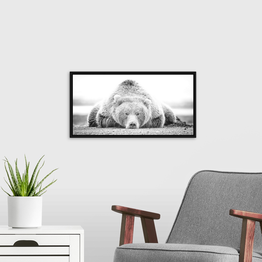 A modern room featuring This black and white photograph of a large grizzly bear lying on it's stomach looking directly to...
