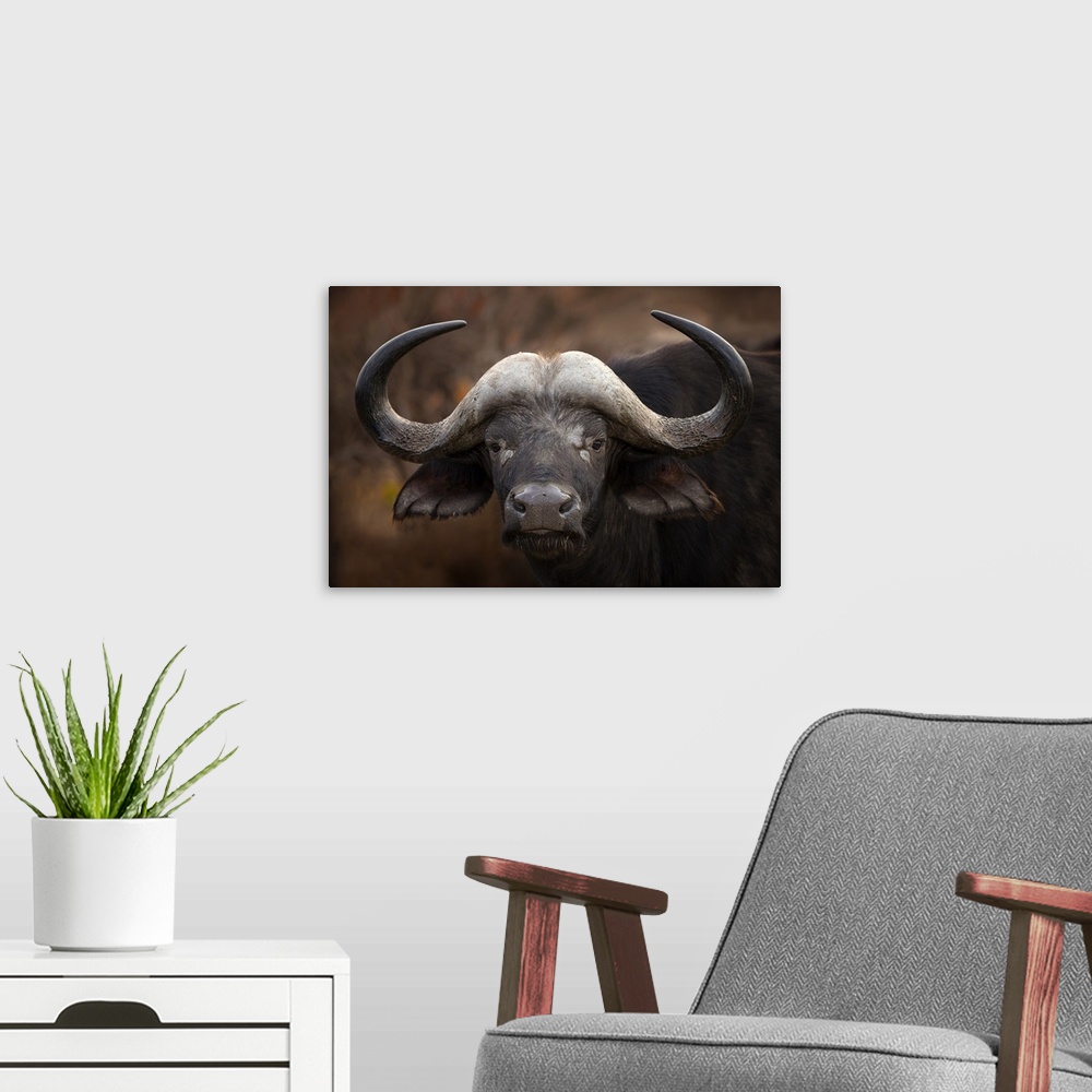 A modern room featuring A Cape Buffalo (Syncerus caffer) in Moremi Game Reserve in the heart of the Okavango delta in Bot...