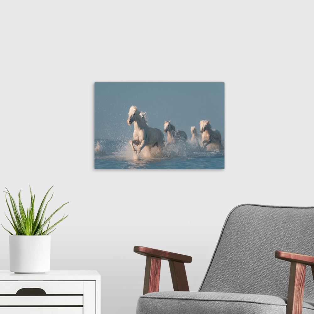 A modern room featuring The famous white horses of Camargue galloping through the ocean.