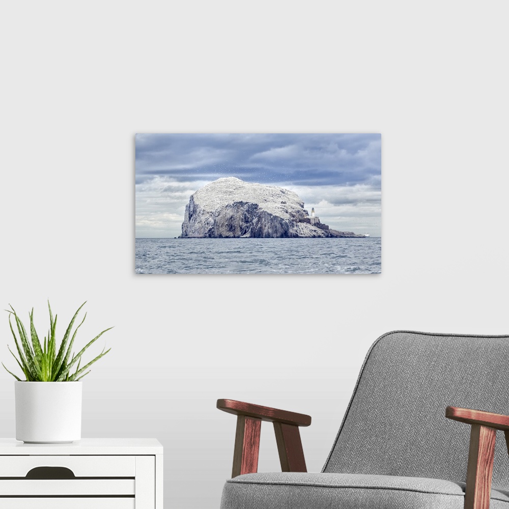 A modern room featuring Gannet colony at Bass Rock seabird sanctuary, situated in the Firth of Forth, three miles east of...